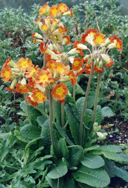 Primula veris 'Sunset Shades' en fleurs dans une prairie herbacée d'Europe
